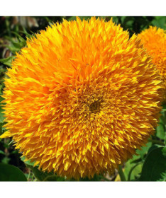 Tournesol ornemental 'Sungold Tall'