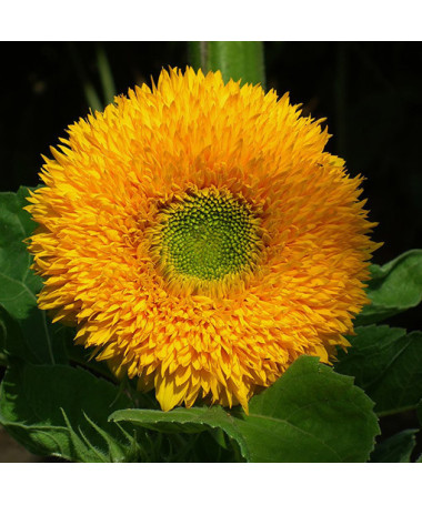 Tournesol ornemental 'Sungold Tall'