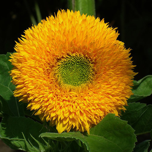 Tournesol ornemental 'Sungold Tall'