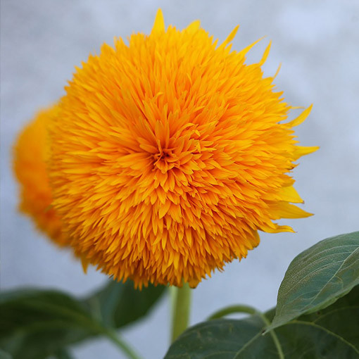 Tournesol ornemental 'Sungold Tall'