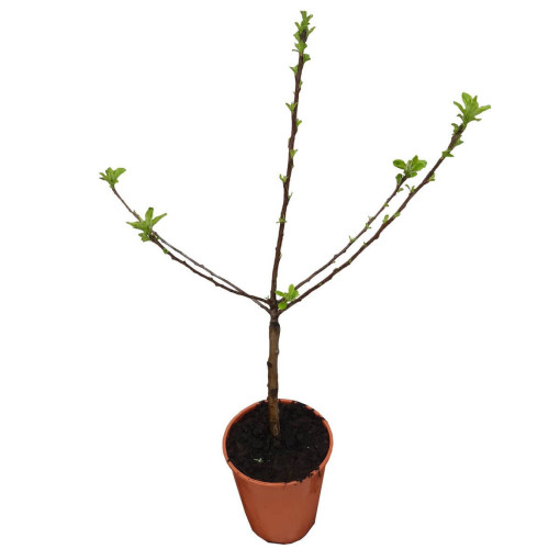 Mini Patio - Pommier Delegrina, conteneur 4L