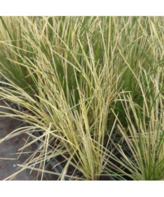 Canche cespiteuse 'Northern Lights'  4L