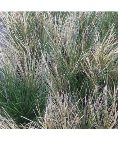 Canche cespiteuse 'Northern Lights'  4L