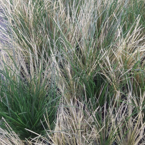 Canche cespiteuse 'Northern Lights'  4L
