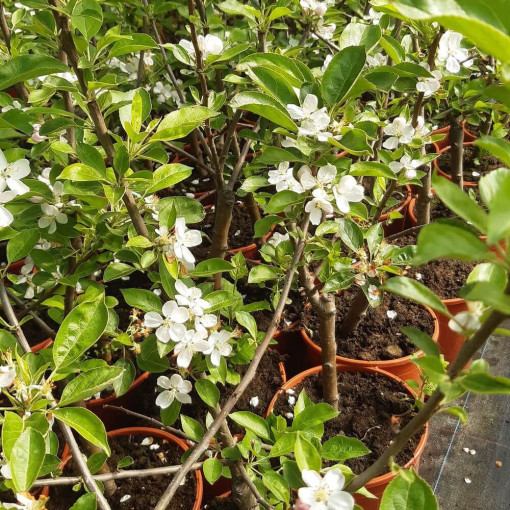 Mini Patio - Pommier Delegrina, conteneur 4L