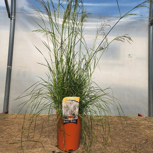 Canche cespiteuse 'Northern Lights'  4L
