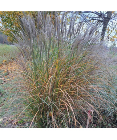Roseau de Chine 'Silberspinne'  4L