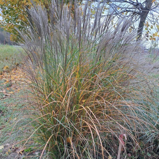Roseau de Chine 'Silberspinne'  4L