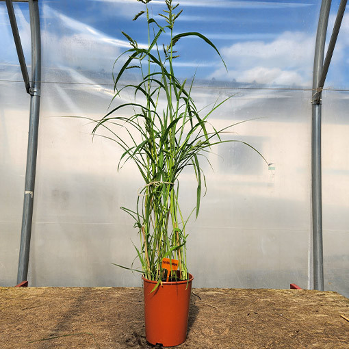 Roseau de Chine 'Silberspinne'  4L