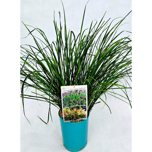Herbe fontaine japonaise 'Viridescens'  4L