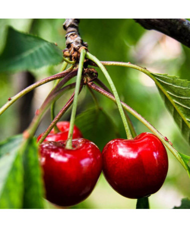 Mini Patio - Cerisier Carmine Jewel, conteneur 4L