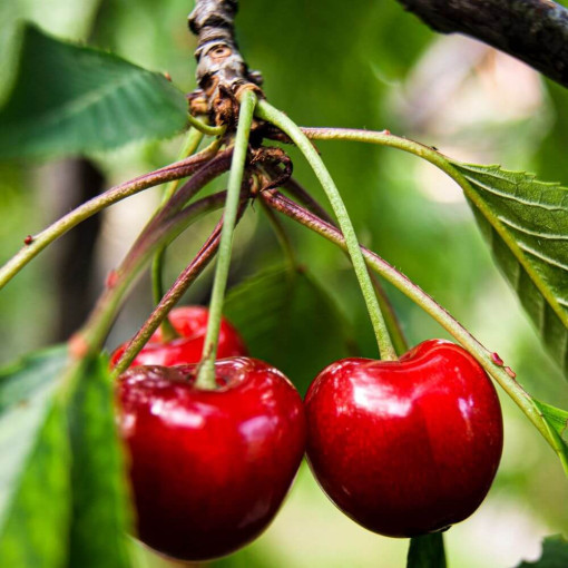 Mini Patio - Cerisier Carmine Jewel, conteneur 4L