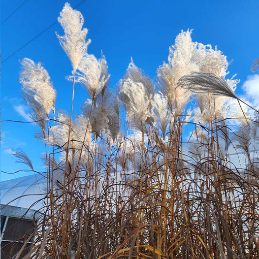 Roseau de Chine 'Memory'  4L