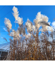 Roseau de Chine 'Memory'  4L