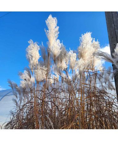 Roseau de Chine 'Memory'  4L