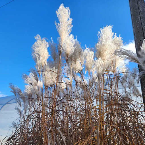 Roseau de Chine 'Memory'  4L