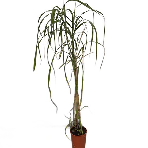 Roseau de Chine 'Memory'  4L