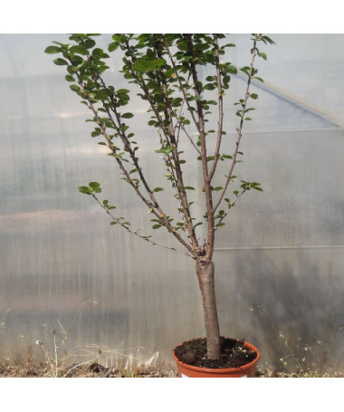 Mini Patio - Cerisier Carmine Jewel, conteneur 4L