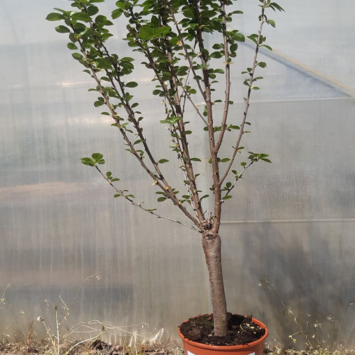 Mini Patio - Cerisier Carmine Jewel, conteneur 4L