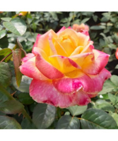 Rosier à grandes fleurs 'Desse'  4L