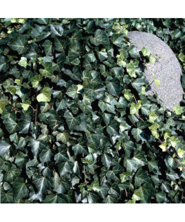 Lierre 'Thorndale'  2L