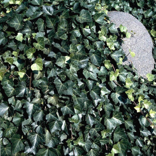 Lierre 'Thorndale'  2L