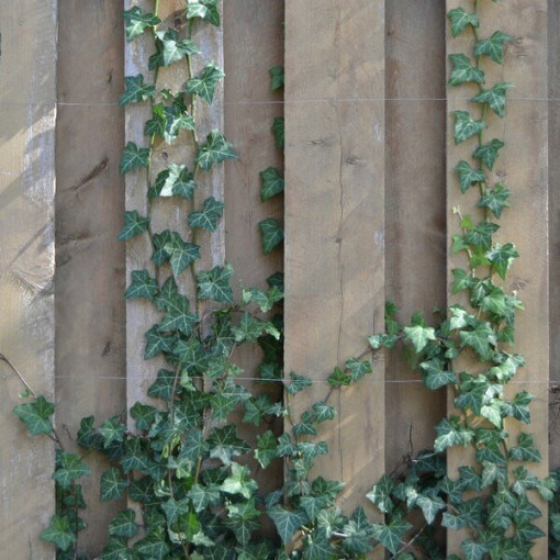 Lierre 'Thorndale'  2L