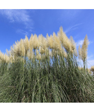 Herbe de la pampa 'Selloana'  2L