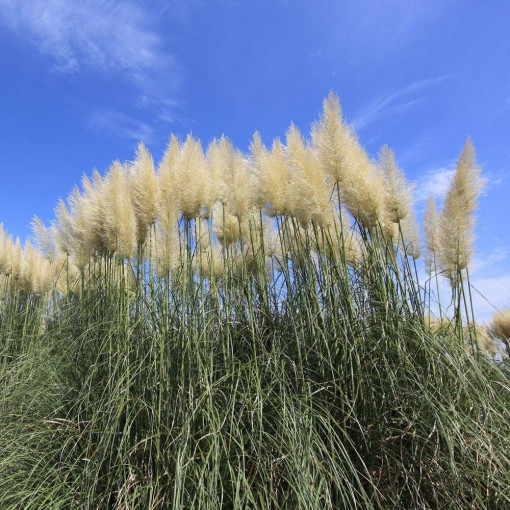 Herbe de la pampa 'Selloana'  2L