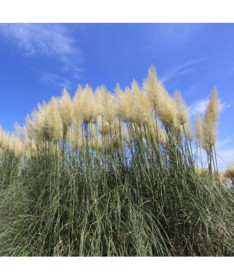 Herbe de la pampa 'Selloana'  2L