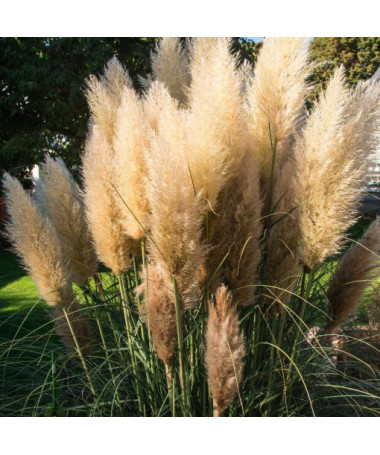 Herbe de la pampa 'Selloana'  2L
