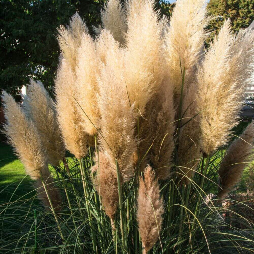 Herbe de la pampa 'Selloana'  2L
