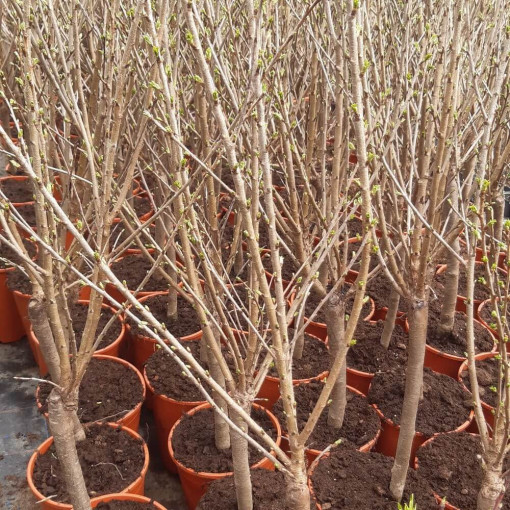 Mini Patio - Cerisier Carmine Jewel, conteneur 4L