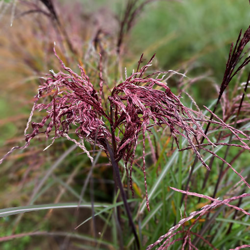 Miscanthus chinois 'Little Miss' pot P9/C1