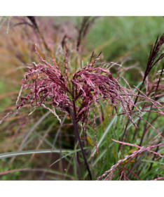 Miscanthus chinois 'Little Miss' pot P9/C1