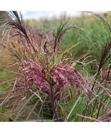 Miscanthus chinois 'Little Miss' pot P9/C1