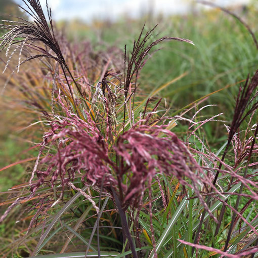 Miscanthus chinois 'Little Miss' pot P9/C1