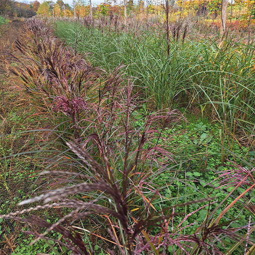 Miscanthus chinois 'Little Miss' pot P9/C1