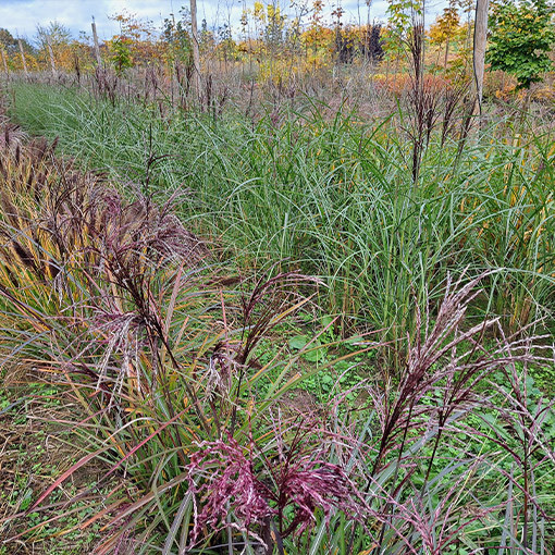 Miscanthus chinois 'Little Miss' pot P9/C1