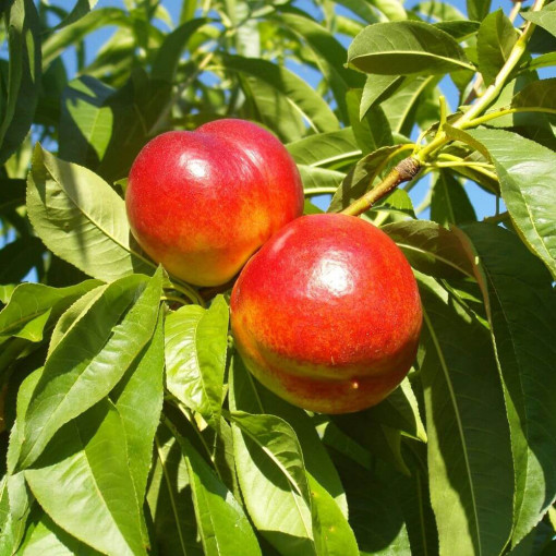 Mini Patio - Nectarine Rubis, conteneur 4L