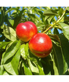Mini Patio - Nectarine Rubis, conteneur 4L