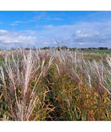 Miscanthus chinois 'Adagio'  2L