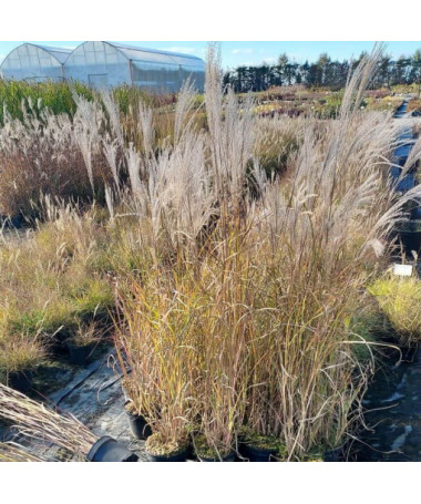 Miscanthus chinois 'Adagio'  2L