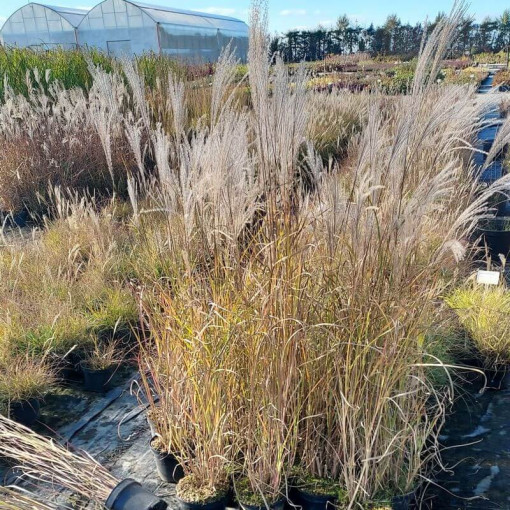 Miscanthus chinois 'Adagio'  2L