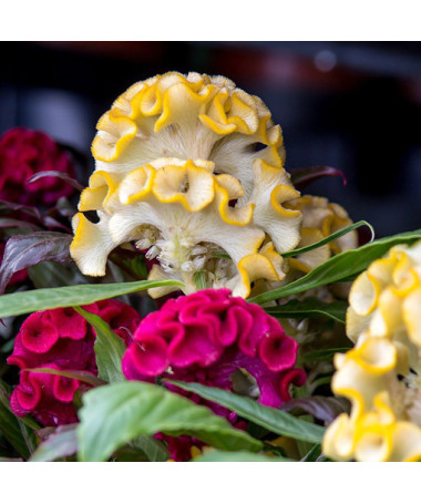 Célosie crête-de-coq mélange de couleurs