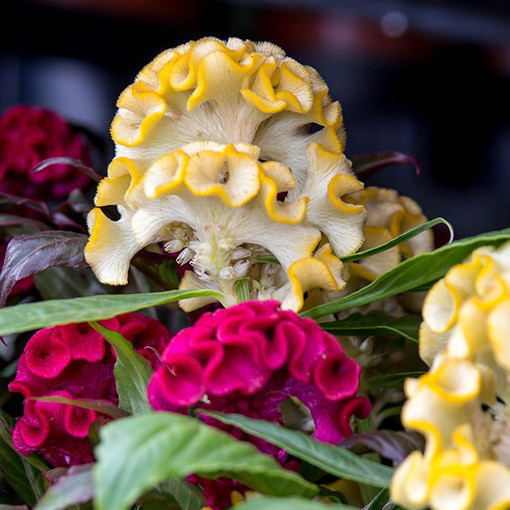 Célosie crête-de-coq mélange de couleurs