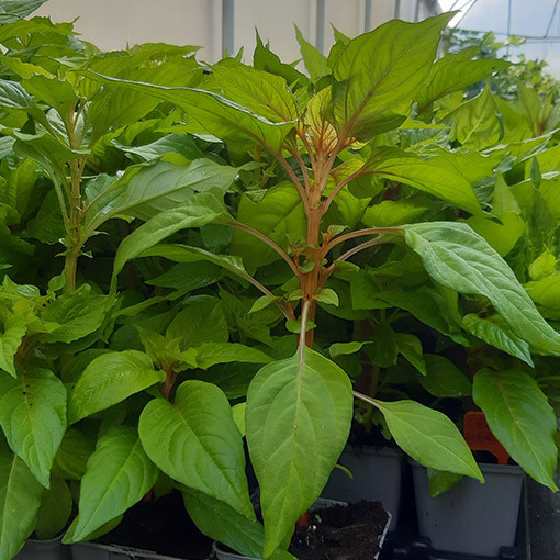 Célosie crête-de-coq mélange de couleurs