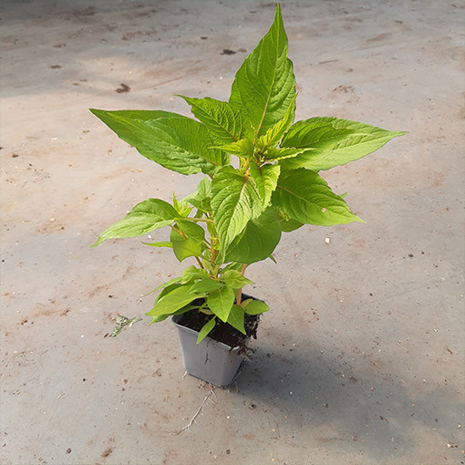 Célosie crête-de-coq mélange de couleurs