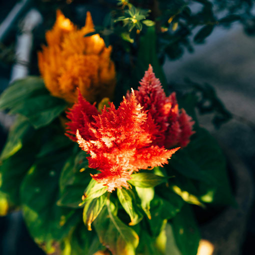 Célosie plumeuse - Mélange de couleurs