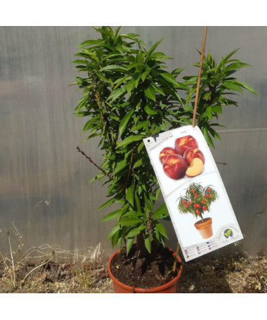 Mini Patio - Nectarine Rubis, conteneur 4L